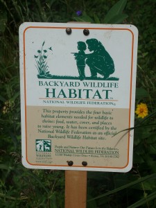 Backyard Habitat 